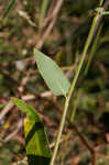 Arrowleaf tearthumb